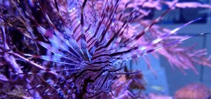 DSC_1064.JPG