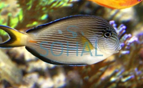 Pokolec Szary, Acanthurus sohal