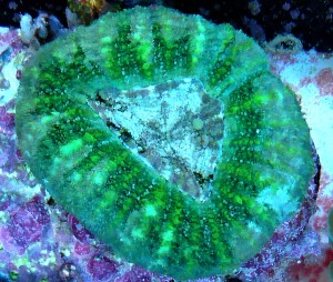 Scolymia vitiensis ok 7cm.