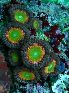 Zoanthus tinkerbell premium 5 polipów 