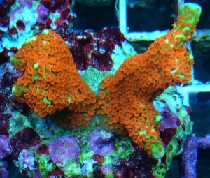 Montipora samarensis pomarańczowo zielona 