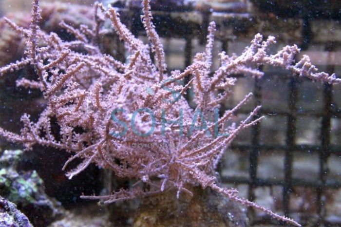 Pseudogorgonia – Koralowiec miękki