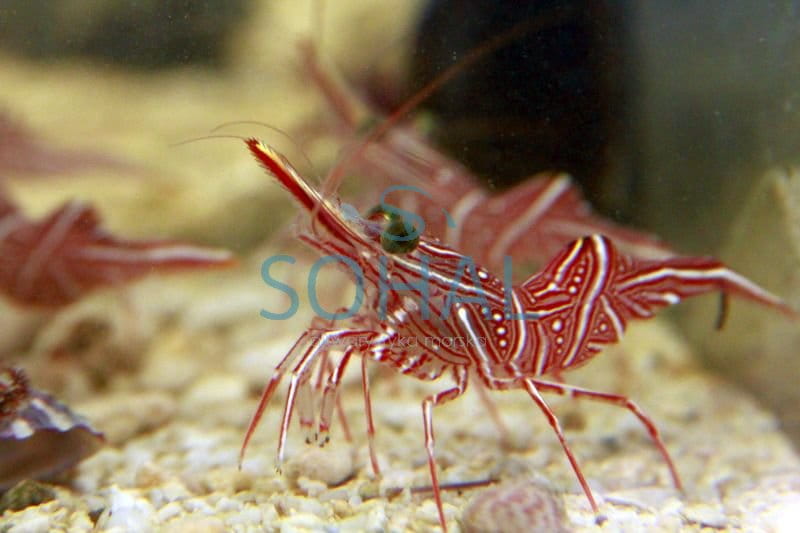 Rhynchocinetes Durbanensis – Krewetka tańcząca