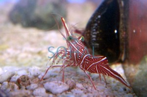 Rhynchocinetes Durbanensis – Krewetka tańcząca