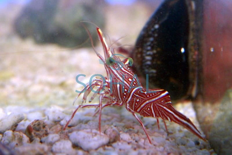 Rhynchocinetes Durbanensis – Krewetka tańcząca
