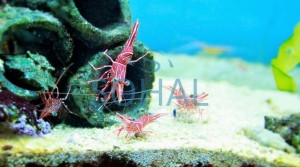 Krewetka tańcząca Rhynchocinetes Durbanensis