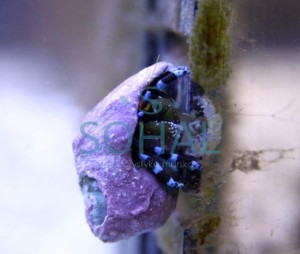 Krab pustelnik Calcinus Elegans