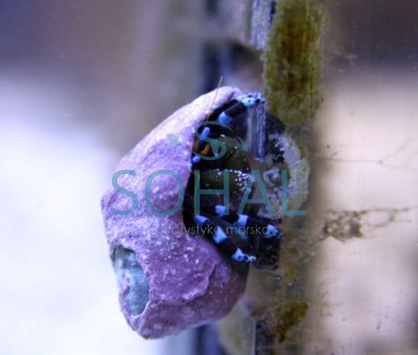 Krab pustelnik Calcinus Elegans