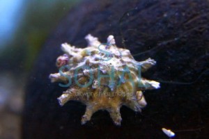 Ślimak morski Astrea /Astralium