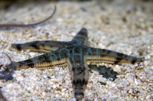 Rozgwiazda kopiąca Archaster Typicus S ok 5 cm.