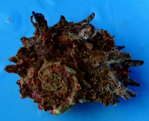 Ślimak Angaria ok 4-5cm