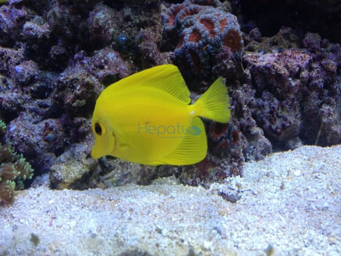 zebrasoma_flavescens.jpg