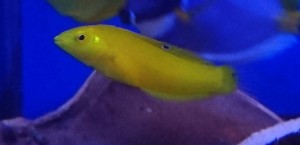 Halichoeres chrysus ok 7-8cm. 