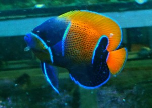 Pomacanthus navarchus  ok 6-7cm 