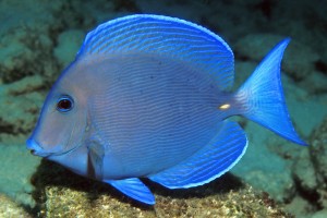 Acanthurus coreuleus 12cm  