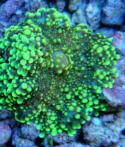 Ricordea ultra fluo green