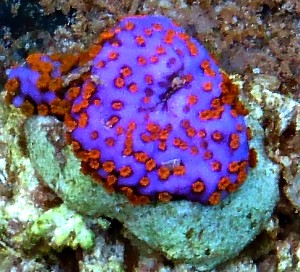 Montipora  superman/danae/rainbow