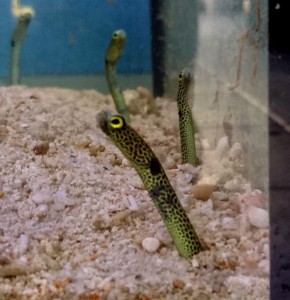 Heteroconger hassi - Węgorz ogrodowy