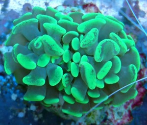 Euphylia paraancora 2 gł.