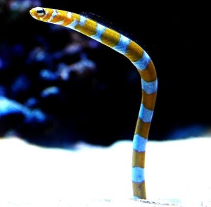 Gorgasia Preclara Węgorz ogrodowy