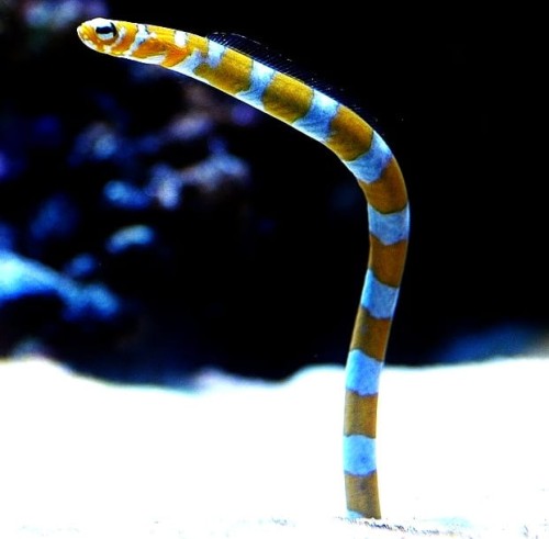 Gorgasia_preclara.jpg