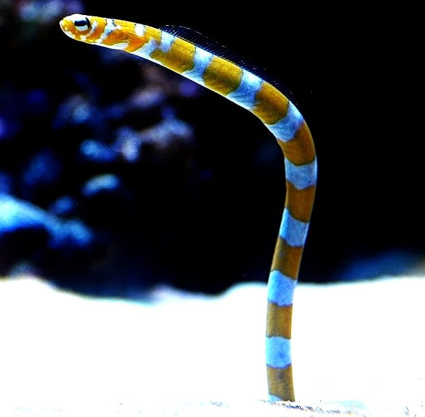 Gorgasia_preclara.jpg