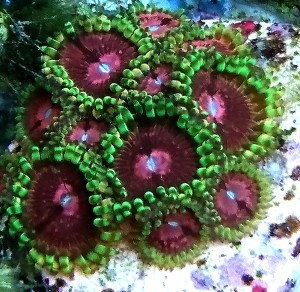 Zoanthus premium min. 10 polipów