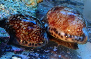 Cypraea mappa ślimak 3-4cm porcelanka  