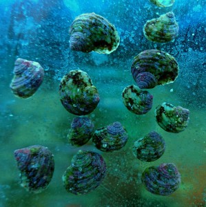 Ślimak Turbo brunneus 10 szt. ok. 1cm.