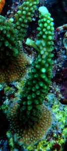 Acropora 