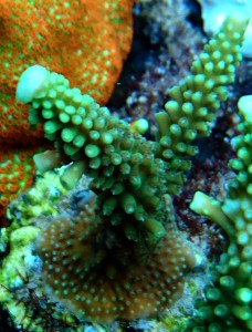Acropora spp.