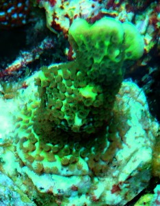 Montipora confusa
