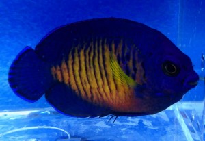 Centropyge bispinosa / bispinosus ok. 5-6 cm. 