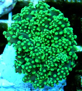 Euphylia yameyensis fluo S