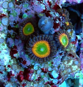 Zoanthus tinkerbell premium