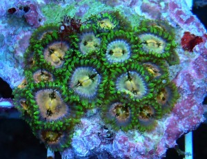 Zoanthus premium Nirvana min.10 polipów 