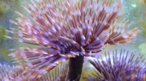 Rurówka Sabellastarte spectabilis 