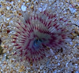 Rurówka Sabellastarte spectabilis 