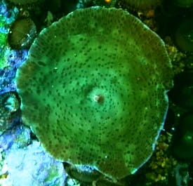 discosoma.jpg