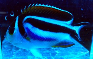 Genicanthus bellus 6-7cm samica