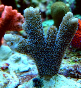 Montipora digitata srebrna / stalowa