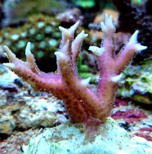 Seriatopora hystrix pink
