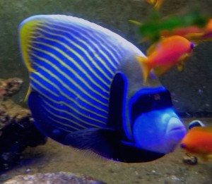 Pomacanthus Imperator  ok. 19cm.  dorosły