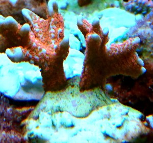 Montipora samarensis CB