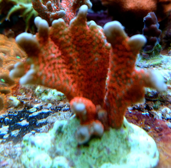 DSC_2770.JPG