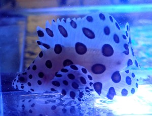 Cromileptes altivelis 7-8cm