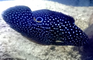 Calloplesiops altivelis Kometka S ok. 6-7cm