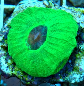 Moseleya latistella  ok 2 cm 1gł.