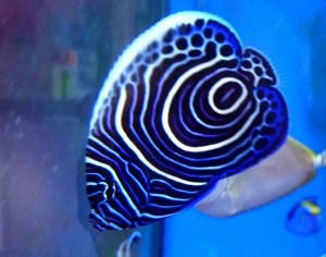 Pomacanthus Imperator M ok 6-7cm młody 