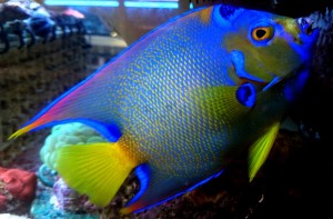 Holacanthus ciliaris  ok. 10-11cm.